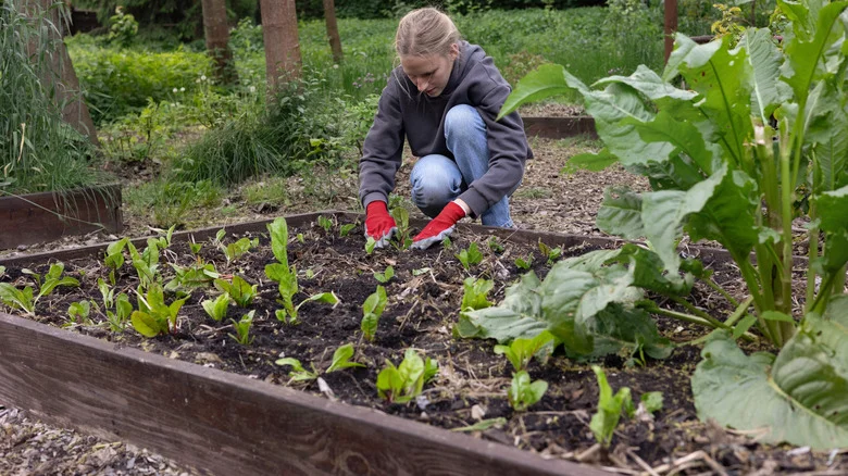 Avoid This Popular Method For Healthier Soil In Raised Garden Beds