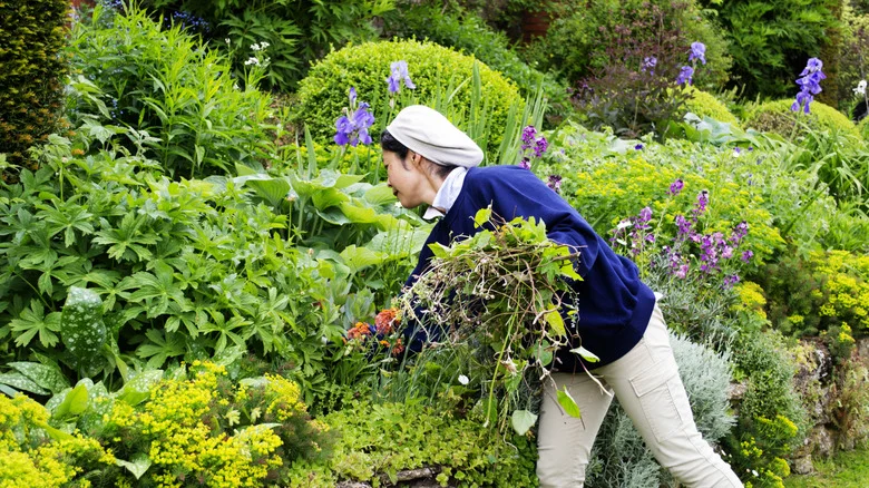 Avoid Weeds Growing In Perennials With A Method That Plant Lovers Will Be Happy To Try