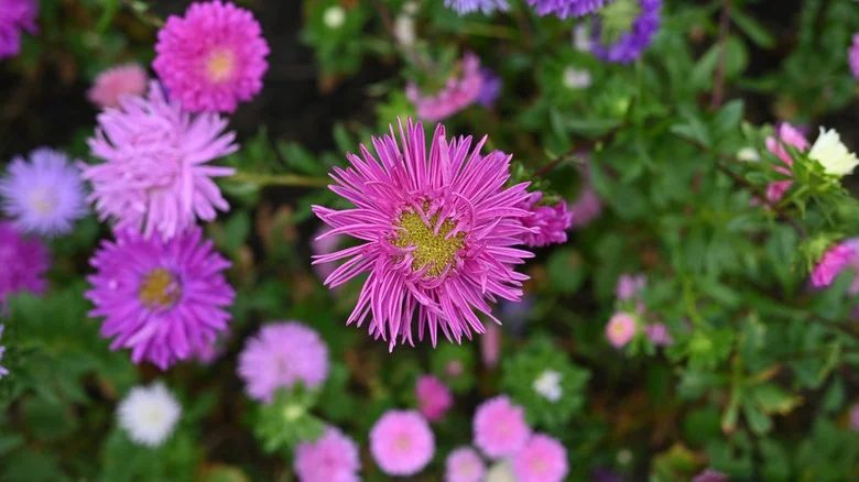 Avoidable Errors That Are Sure To Harm The Asters In Your Garden