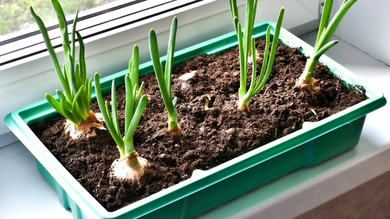 Avoidable Mistakes That Are Killing Your Onions In The Garden