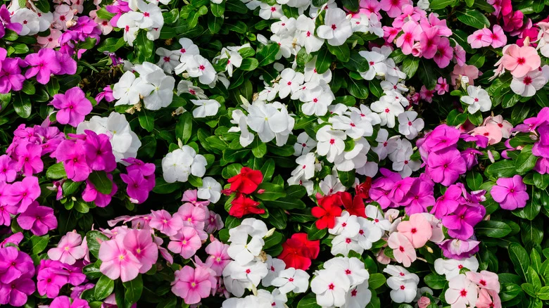 Avoidable Mistakes That Will Hurt Your Impatiens In The Garden