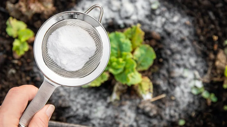 Baking Soda Can Destroy Weeds In Your Garden, But Don’t Make A Common Mistake