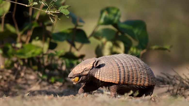 Banish Armadillos From Your Yard With An Essential You Already Have Around The House