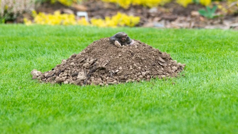 Banish Garden Moles With The Help Of A Popular Kitchen Spice