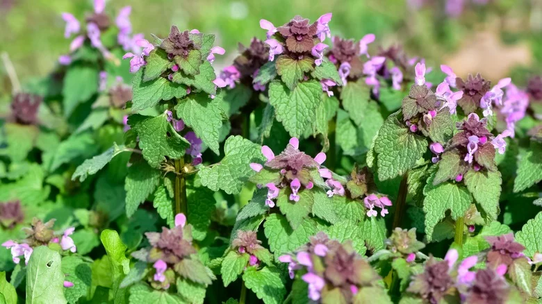 Banish Henbit Deadnettle Weeds From Your Lawn With An Ingredient From Your Kitchen
