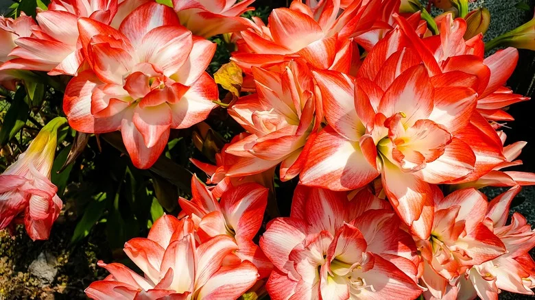 Banish Your Amaryllis Bulbs’ Worst Enemy With This DIY Solution