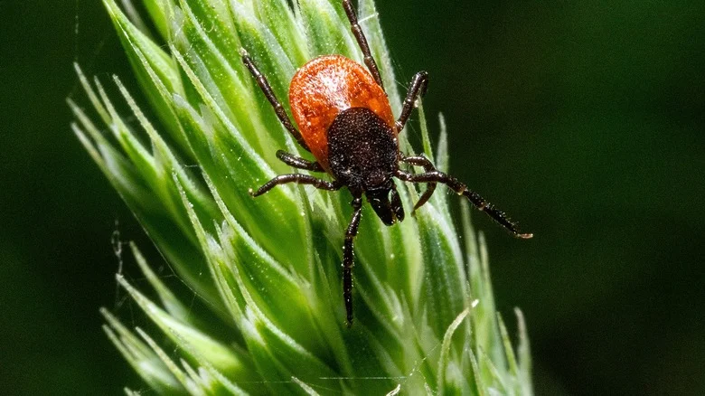 Be Warned: The Beautiful Rose Variety That May Attract Ticks To Your Yard