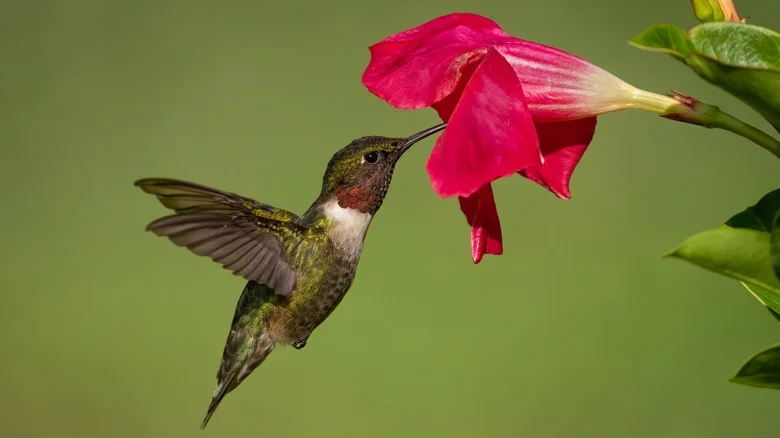 Beautiful Petunia Varieties That Hummingbirds Will Keep Coming Back For More