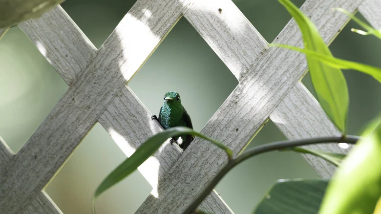 Beautify Your Fence With A Trailing Red-Flowering Vine Hummingbirds Love