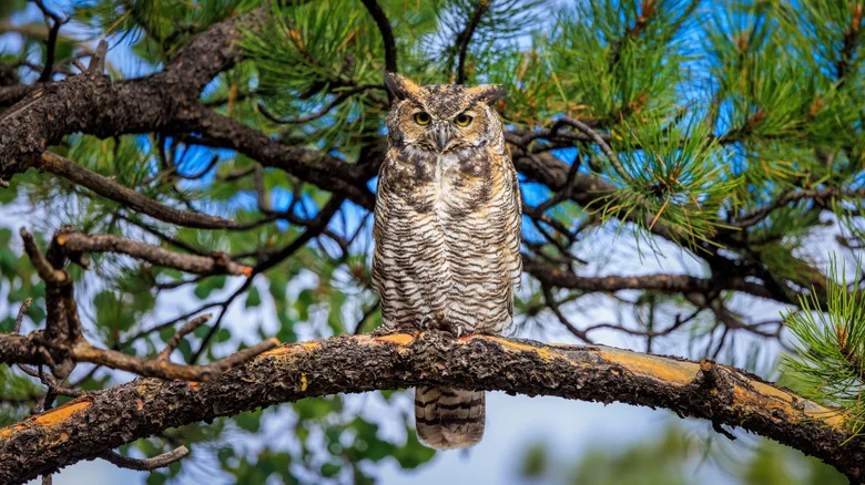 Best Tips For Attracting Owls To Your Yard (& The Benefits)