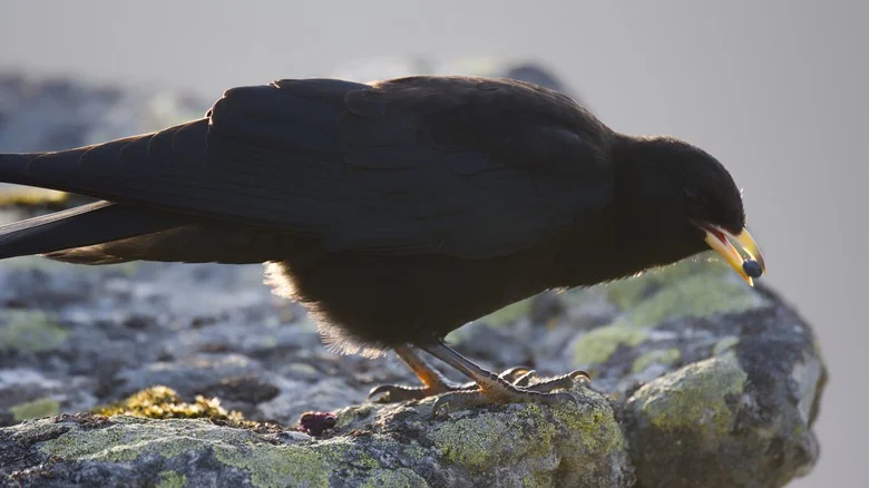 Birds Can’t Get Enough Of This Sparkling Shrub’s Little Black Berries