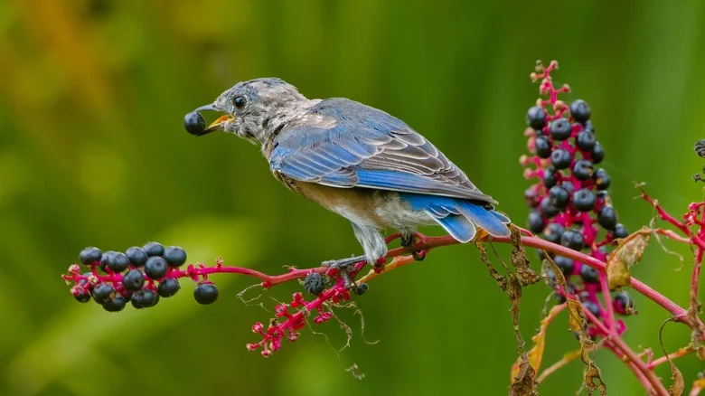 Birds Won’t Touch Your Precious Garden With The Help Of One Baking Essential