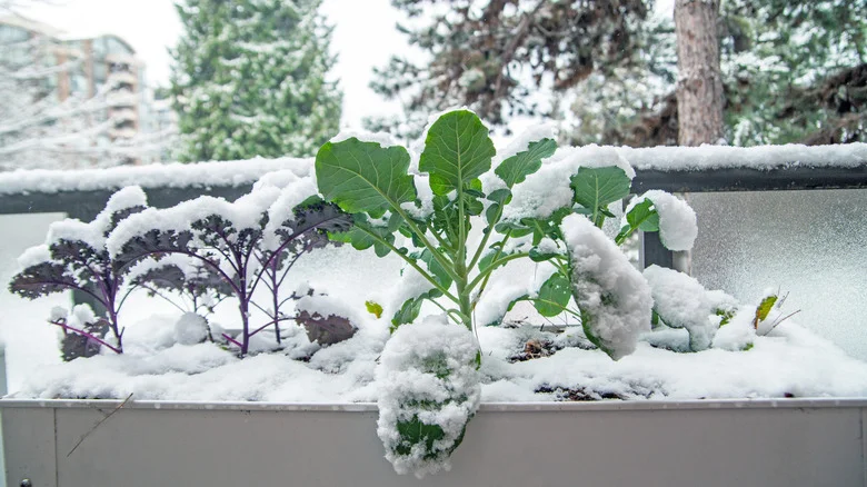 Bitter Greens Might Be The Solution To Your Empty Winter Garden