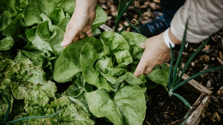 Boost Your Harvest With This Effective Space-Saving Gardening Hack