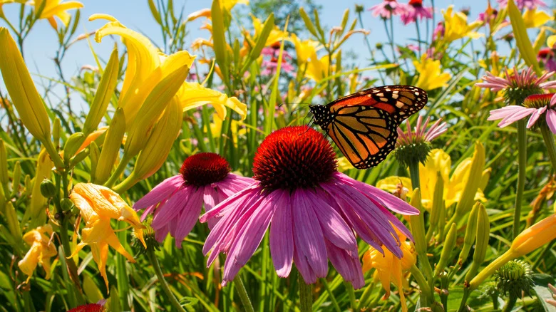 Bring Beneficial Bugs To Your Garden With One Type Of Garden Mint