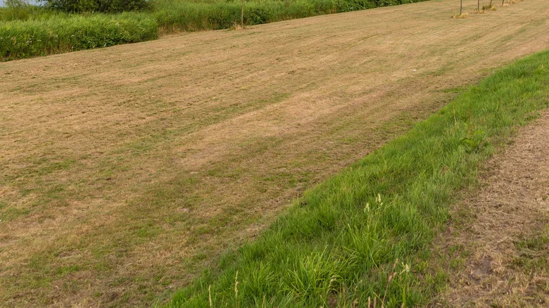 Bring Your Sunburnt Lawn Back To Life With These Helpful Tips
