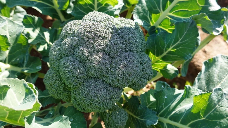 Broccoli Will Be Living Its Best Life With These 10 Companion Plants Nearby