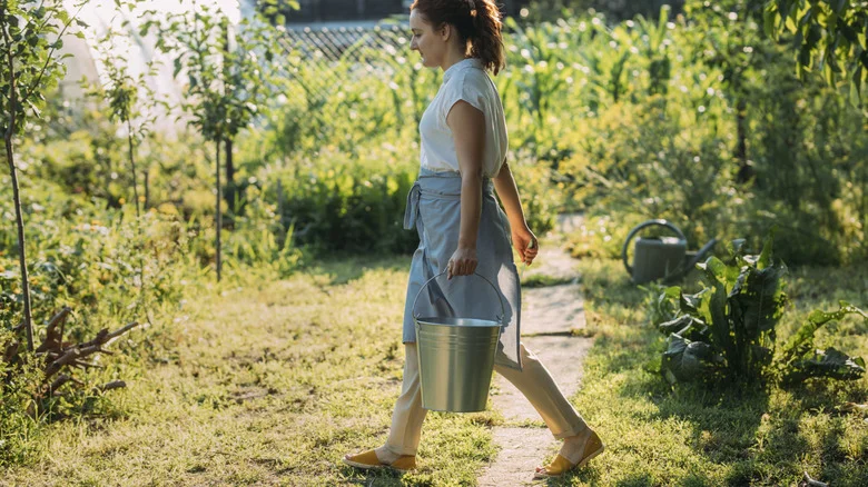 Budget-Friendly DIY Lawn Fertilizer You Can Make In A Bucket