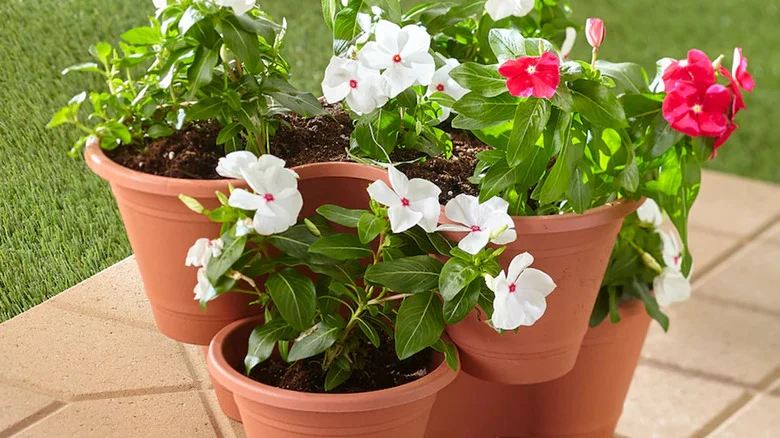 Build A DIY Plant Tower Using This Amazing Dollar Tree Item