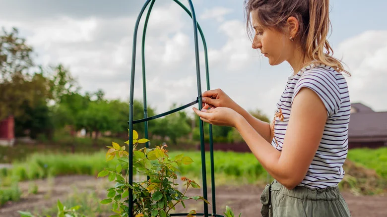 Building A DIY Trellis? The TikTok Gardening Community Has You Covered