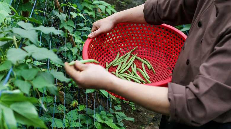 Bush Vs Pole Beans: What’s The Difference And Which Should You Grow?