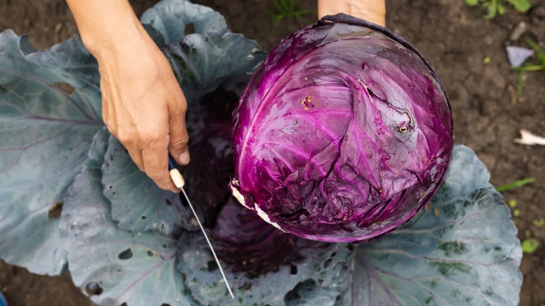 Cabbage Water Is The Eco-Friendly Way To Test Your Soil’s pH Levels