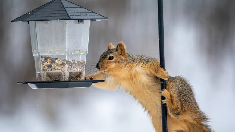 Can A Dab Of Vicks VapoRub Really Stop Squirrels From Raiding Your Bird Feeder?