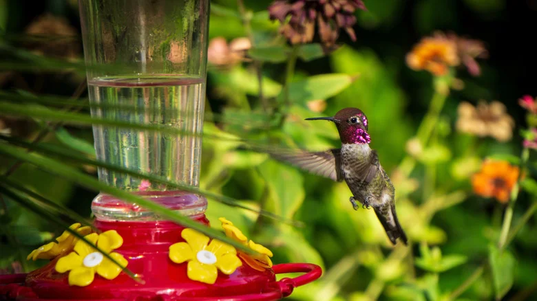 Can A Simple Ribbon Trick Convince Hummingbirds To Stop By Your Feeder?
