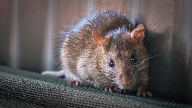 Can Alka-Seltzer Actually Help Get Rid Of Pesky Rodents?