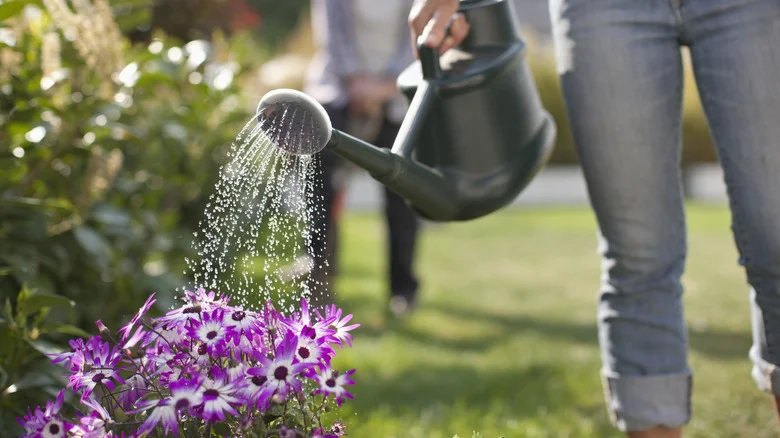 Can Alka-Seltzer Really Help Your Plants Grow?