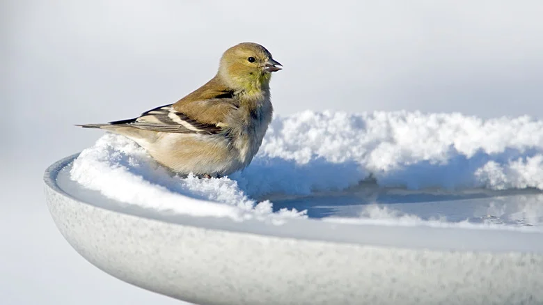 Can All Birdbaths Be Left Outside During Winter?