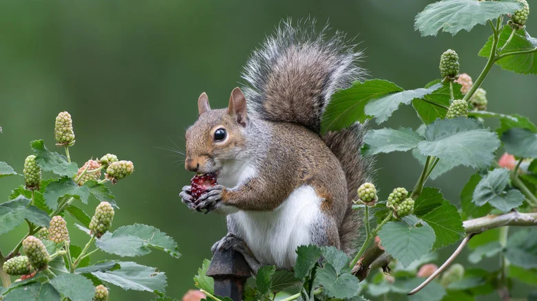 Can Aluminum Foil Actually Help Save Your Garden From Squirrels?