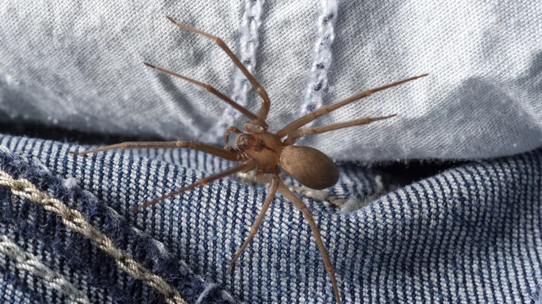 Can Boric Acid Banish Brown Recluse Spiders From Your Home? Here’s What We Know