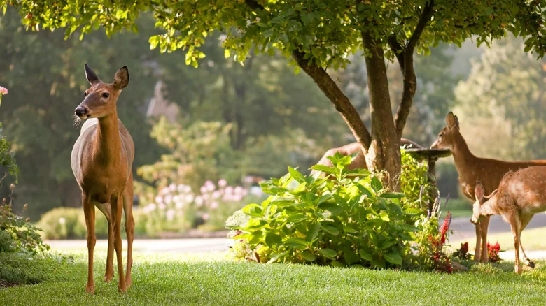Can Cloves Really Help Keep Deer Out Of The Garden?