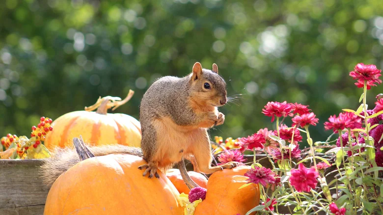 Can Coffee Grounds Keep Squirrels Out Of The Garden? Here’s What We Found