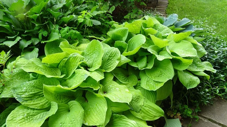 Can Coffee Grounds Really Help Hostas Flourish? House Digest’s Master Gardener Weighs In