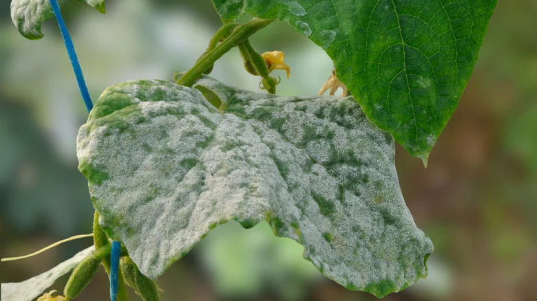 Can Cream Of Tartar Kill The Powdery Mildew On Your Garden Plants? Here’s What To Know