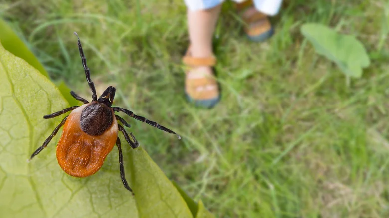 Can Cypress Mulch Protect Your Garden From Ticks? Here’s What You Should Know