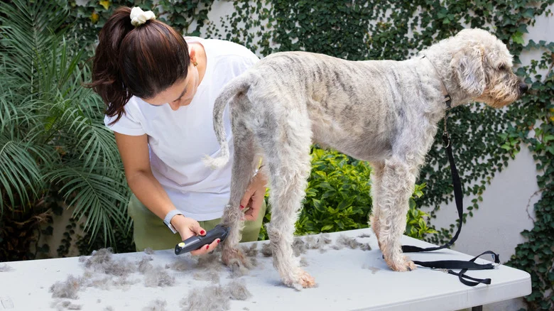 Can Dog Hair Actually Help Your Plants Grow?