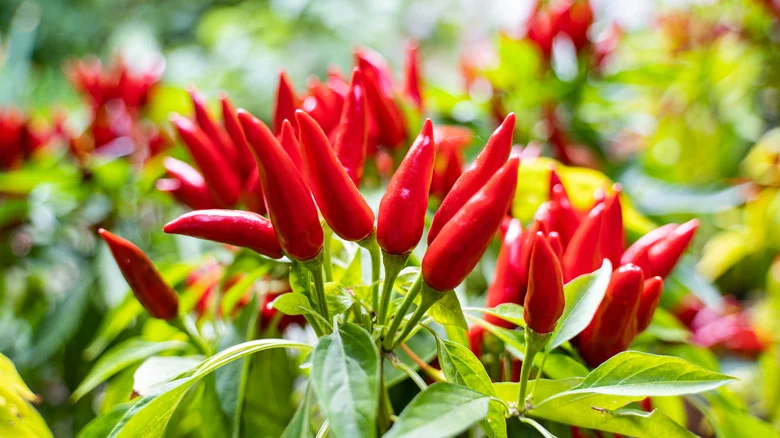 Can Epsom Salt Really Help Pepper Plants Thrive?
