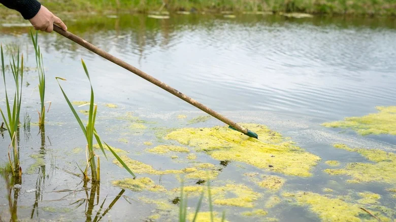Can Fireplace Ash Really Help Fight Algae In Your Garden Pond?