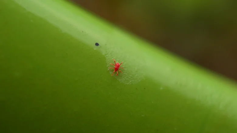 Can Growing Basil In Your Garden Keep Chiggers Away? Here’s What We Know