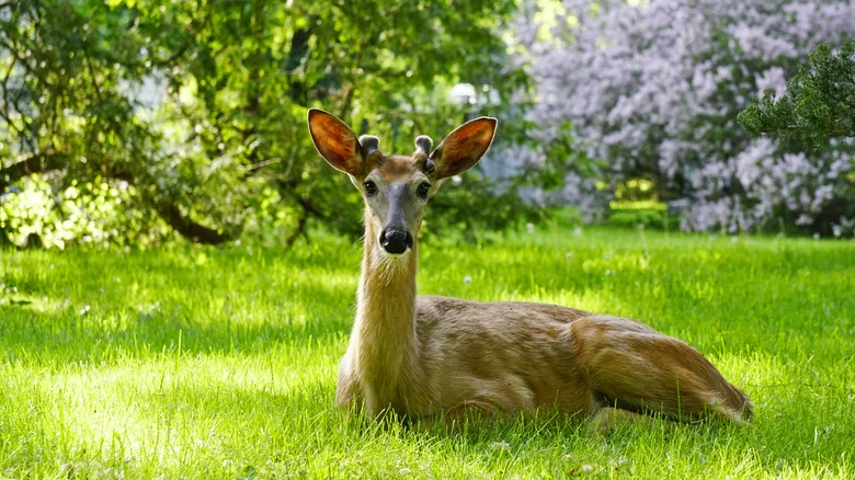 Can Human Hair Keep Wildlife Out Of Your Garden? Our Entomologist Sets The Record Straight
