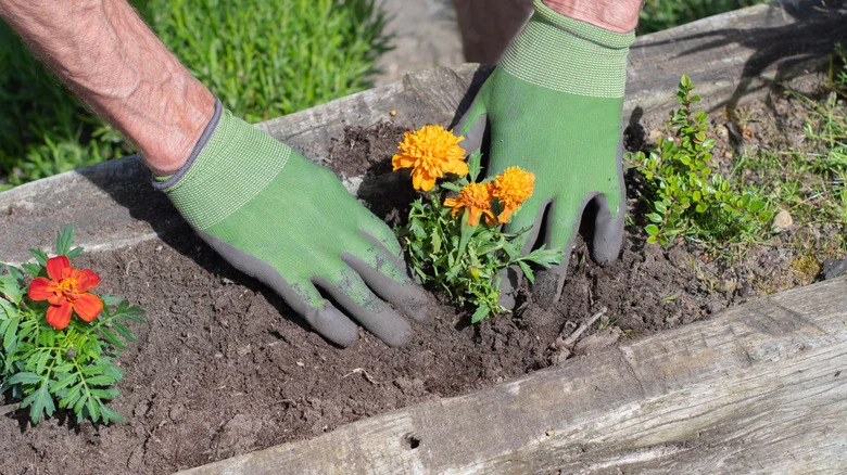 Can Marigolds Help Repel Garden Pests? Here’s What We Found