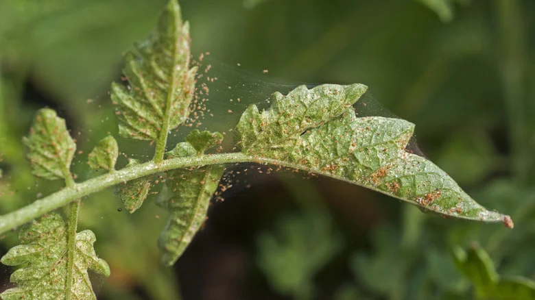 Can Olive Oil Really Help Keep Pests Out Of The Garden?