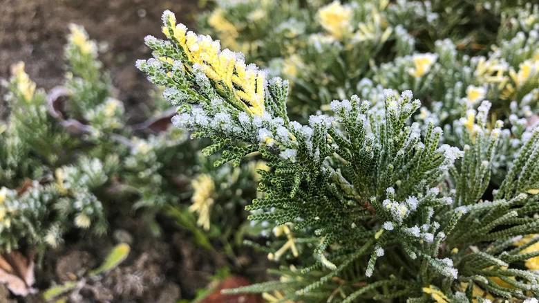 Can Storing Plants In Your Garage Help Protect Against Frost Damage?