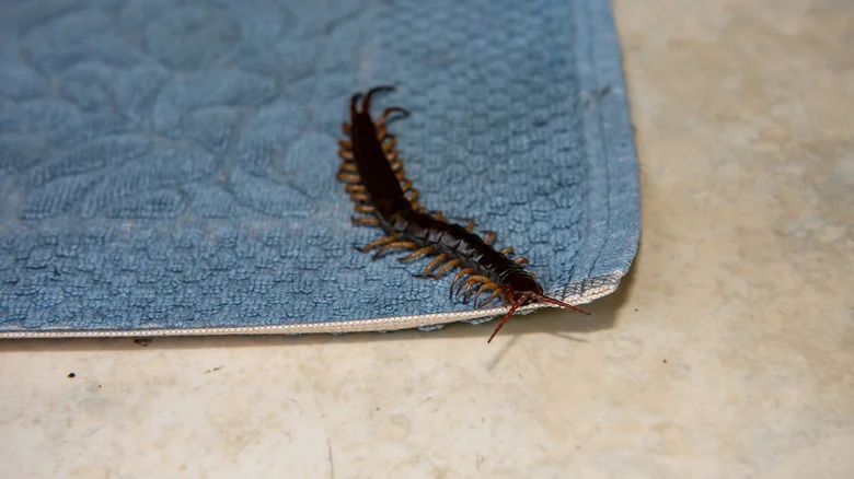 Can Table Salt Really Get Rid Of Centipedes In The House?