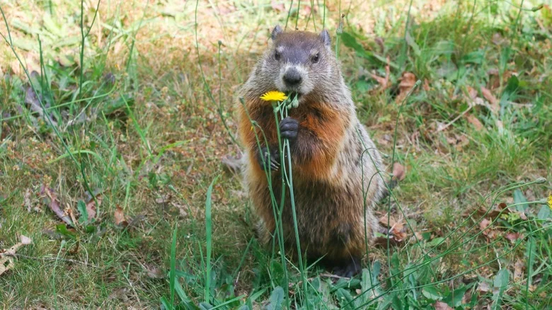 Can The Smell Of Cinnamon Really Keep Groundhogs Away?