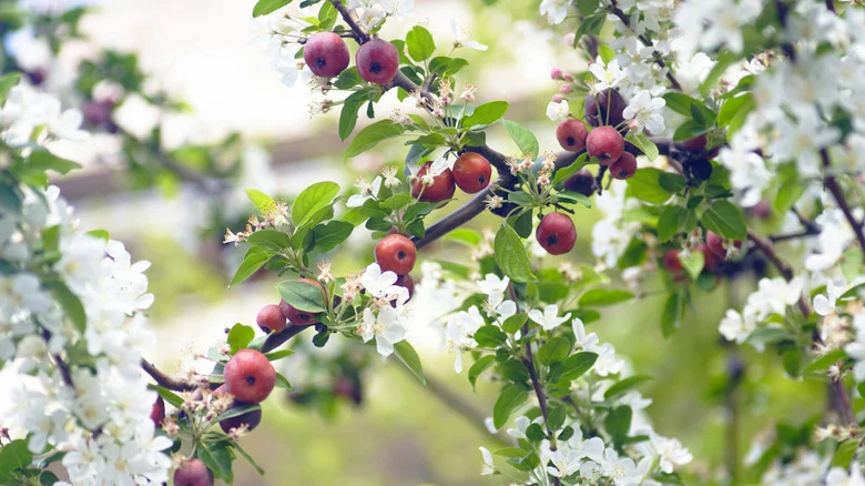 Can This Counterintuitive Gardening Practice Help Fruit Trees Thrive?