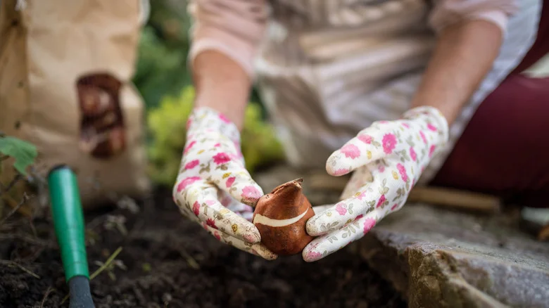 Can This Kitchen Ingredient Keep Your Freshly Planted Bulbs Safe From Pests? Here’s What To Know